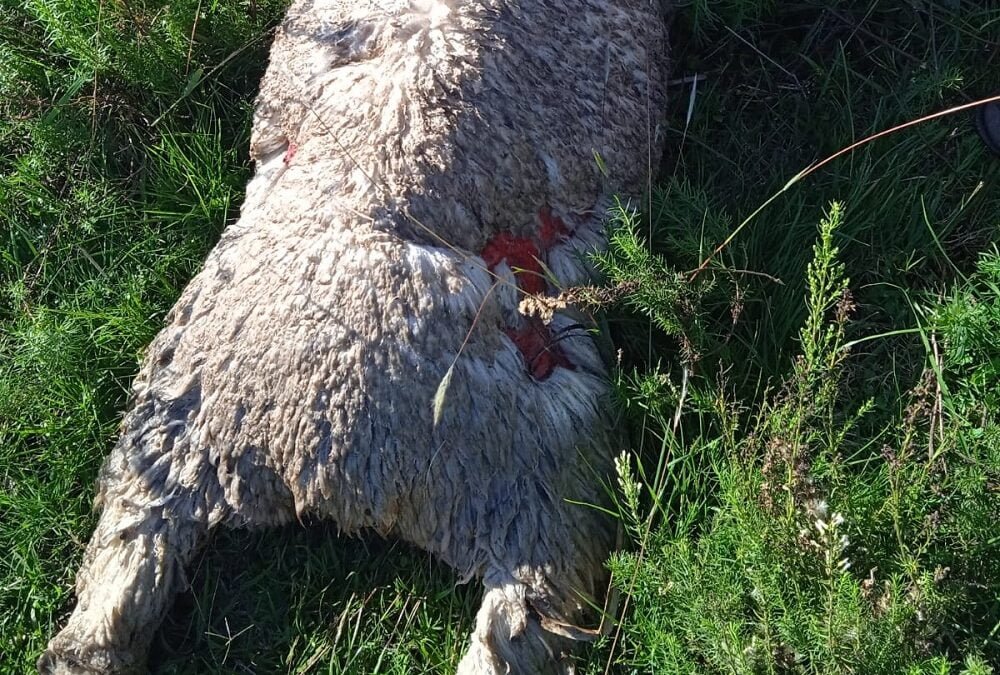 Siguen los perros, como si nada.