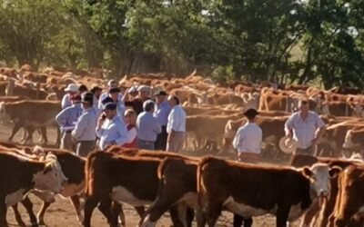 Plan Agropecuario: Mejora el estado de los rodeos y primeros diagnósticos de gestación son auspiciosos.