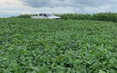 Se avizora una muy buena cosecha.