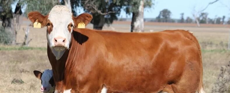 Alimento animal genéticamente modificado es más beneficioso para el medio ambiente.