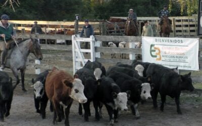 Campanero, con Enrique Bachino & Asoc. mostró una pista ágil, en un mercado que busca su equilibrio.