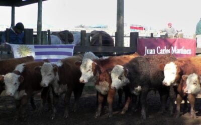 Juan Carlos Martínez en Cuchilla de Silvera tuvo una pista ágil con valores que acompañan el momento.