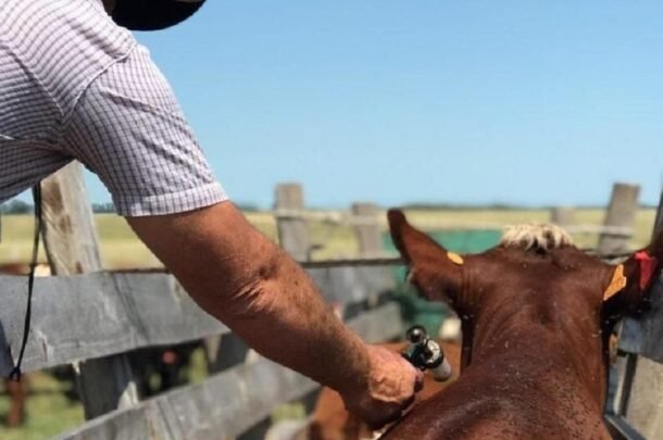 Uruguay retrasa dos meses la vacunación obligatoria contra la fiebre aftosa