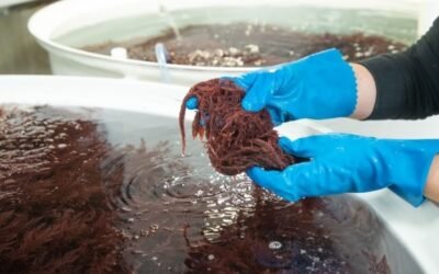 Fonterra estudia algas marinas para reducir la emisión de metano en tambos.