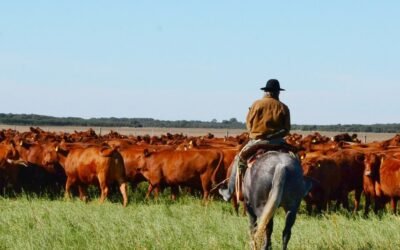 Argentina. Producción de carne: se rompe de un ciclo de crecimiento y se contrae la oferta global.