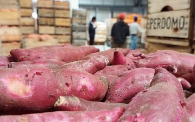 Ingresan las primeras partidas de boniato de reciente cosecha
