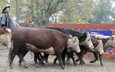 Delcio Umpiérrez Negocios Rurales con maratónica jornada de ventas en Cañada Bellaca.