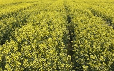 CMPP. Precio de la canola es de US$ 750.