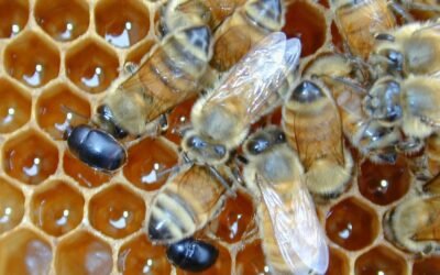 Advierten sobre posible presencia de escarabajos en colmenas.