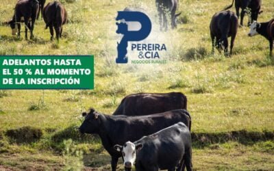 Se viene la segunda subasta Ganadera Online.