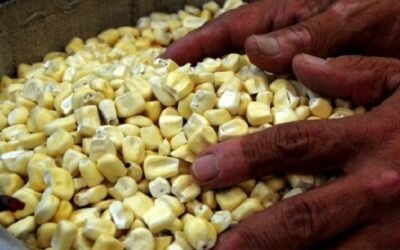 Nuevo descenso del índice de precios de los alimentos de la FAO.