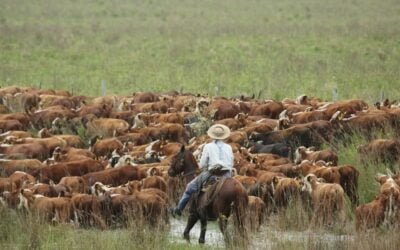 Comunicado del Registro Nacional de Consignatarios de Ganado