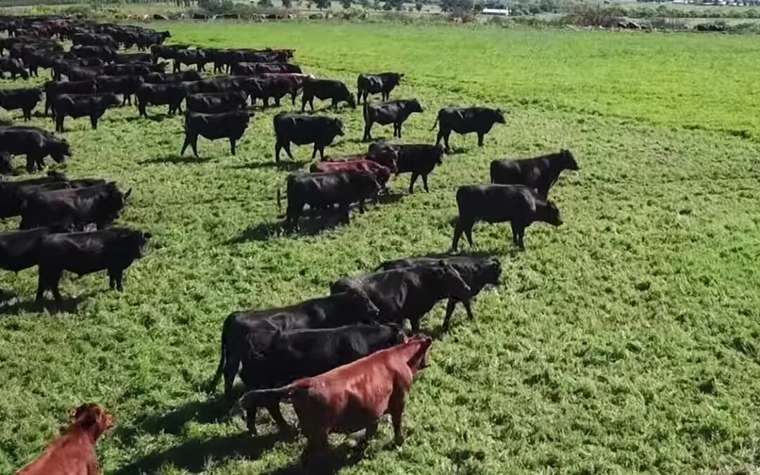 El mercado vacuno muestra estabilidad con correcciones mínimas.