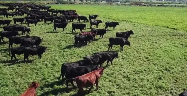 Novillos al alza, vaquillona firme y ovinos escasos: así cerró la semana en el mercado de haciendas