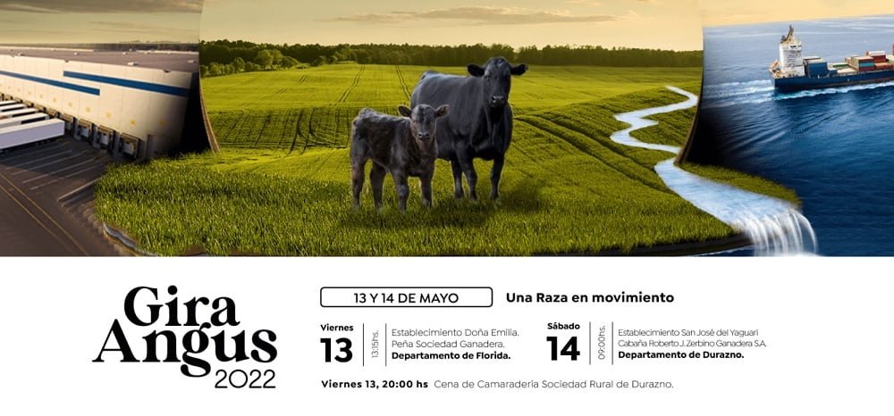 Todas las entradas  Sociedad de Criadores de Aberdeen Angus del