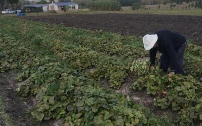 MGAP convoca productores familiares granjeros deudores del BPS.