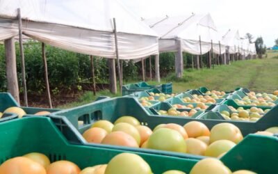 Desde el 6 de junio estará operativo el Registro Nacional Frutihortícola.