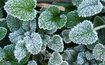 Unidad Gras de INIA: “Previsión de temperaturas mínimas a nivel de superficie”.