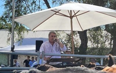 Megaagro y Rodríguez Ramos liquidaron los Angus de La Competencia.