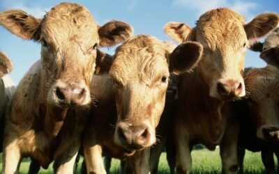 Se fortalecen los precios del ganado.