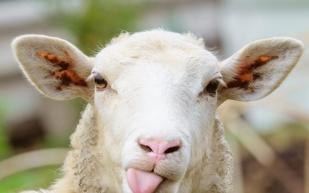 Se afirma el precio de los ovinos y cae 8% la faena anual.