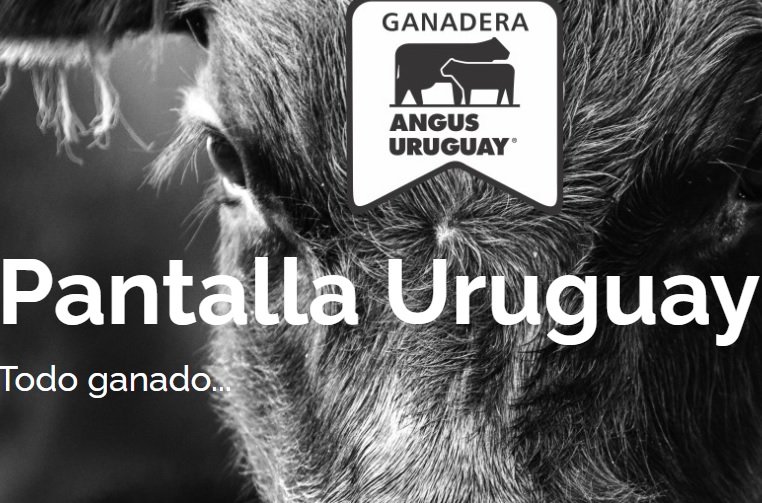 El jueves 26 y viernes 27, Pantalla Uruguay y Ganadera Angus venderán 16.140 vacunos.