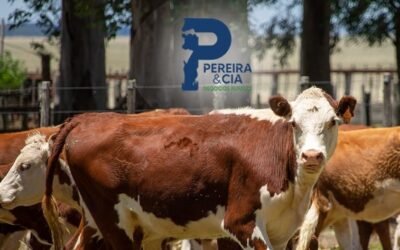 Pereira & Cía. Negocios Rurales prepara su próxima subasta online.