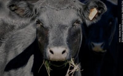 Plaza Rural rematará más de 25.000 vacunos.