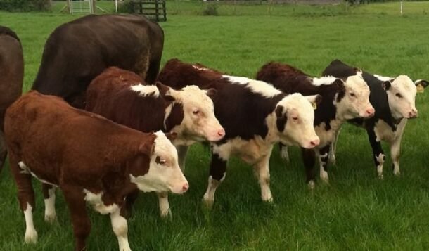 Corrales bajo presión: la baja del gordo complica la reposición