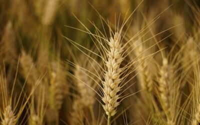 China en la ONU pide mayor coordinación entre países y estabilización del mercado alimentario global.