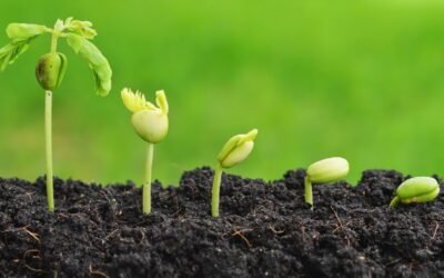 Cultivos orgánicos están por detrás de brotes de enfermedades en EE.UU.