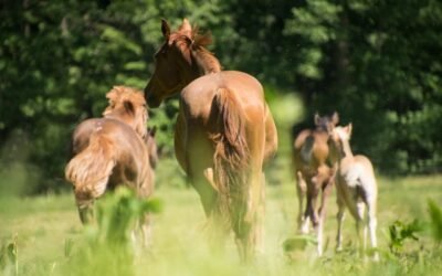 Encefalomielitis: San José, Paysandú y Río Negro son los departamentos con más casos de caballos muertos.