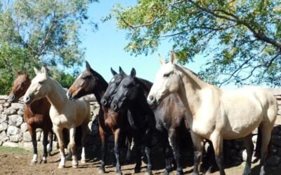 Mañana Valdez rematará muy buena oferta en Don Tito.