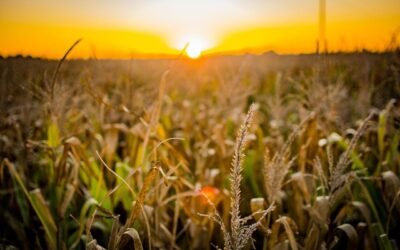 País agropecuario sin consciencia agropecuaria.