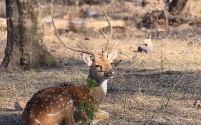 En Uruguay hay 42 especies no nativas.