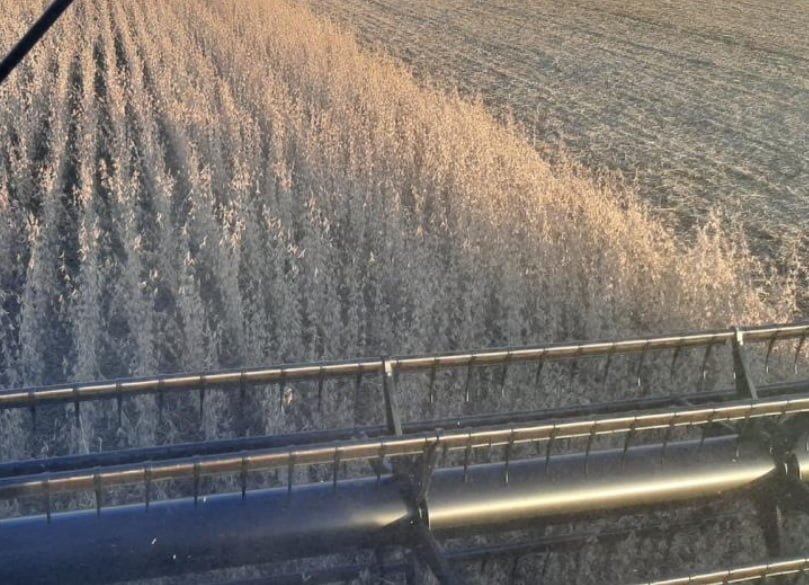 Con el clima que condiciona, se realizan cosechas y se apronta la siembra.