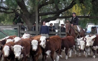 Oferta surtida y de buena calidad en Don Bernardo, remató José M. Clavijo.