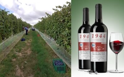 Escuela de Vitivinicultura elabora variedad inédita de Cabernet Franc