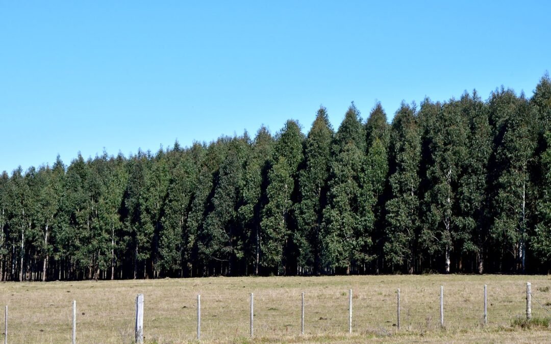 La actividad forestal se posiciona en el sureste uruguayo con oportunidades productivas y nuevos retos para la investigación.