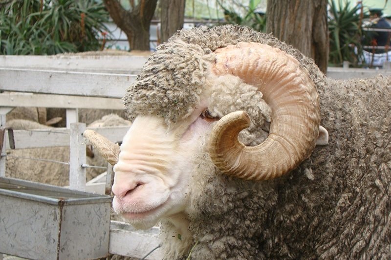 En 30 años, la producción mundial de lana Merino cayó 60%.