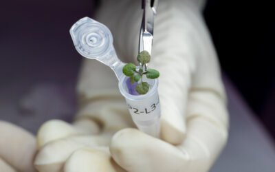 La NASA cultiva plantas en tierra recolectada en la luna