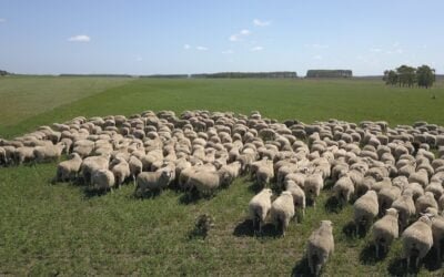 Ovinos: cambios en la faena y destinos de exportaciones.