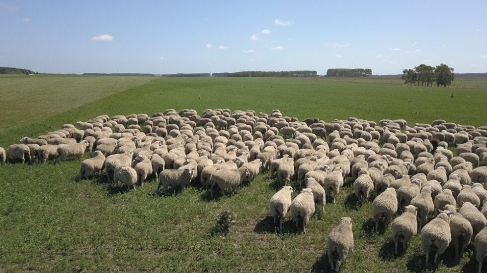 Carga Animal Por Hectarea En Ovinos