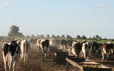 Gremiales lecheras apoyan la compra de Colonización.