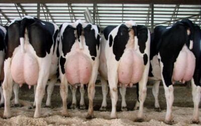 Waldemar Carbajal: Hoy liquidación de rodeo lechero, con transmisión de Todo El Campo.