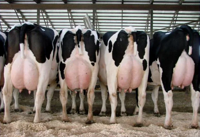“Todos los gobiernos están de espaldas al potencial que tenemos como productores de leche”.