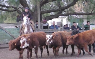 Don Bernardo mostró en una pista ágil, un mercado firme.