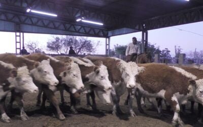 Ricardo Bachino Grosso tuvo una pista ágil, buenos precios y colocaciones totales en Ortiz.