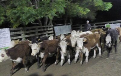 Escritorio Eduardo Umpierrez, con agilidad pautó la pista de Don Jacinto.