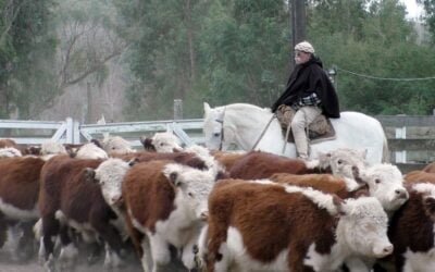 Con agilidad, Enrique Bachino y Asociados, remató en Campanero.